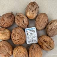 Саженец Орех привитый Премьер в контейнере